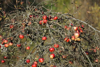 fruit