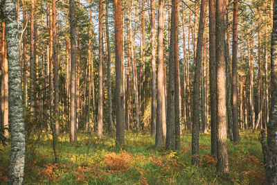 Pine trees in forest