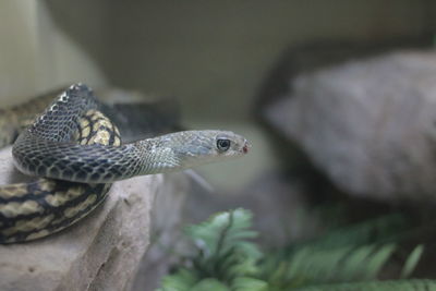 Close-up of lizard on rock