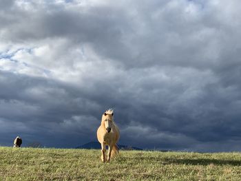 View of sheep on field