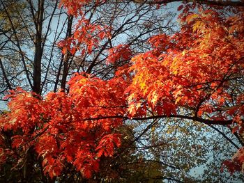 Silhouette of trees during autumn