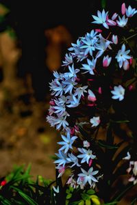 Close-up of purple flowering plant