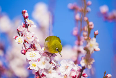 Plum and whiteeyes　at osaka castle park