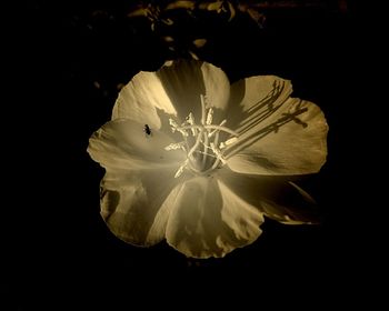 Close-up of flower over black background