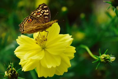 Close-up of butterfly pollinating on yellow flower