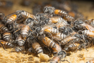 Close-up of bees on honeycomb