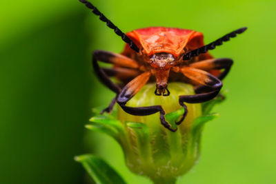 Close-up of insect on leaf