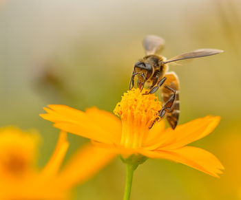 Close-up of bee on yellow flower