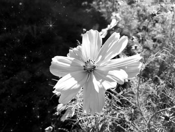 Close-up of white flowering plant