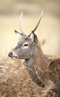 Close-up of red deer on field