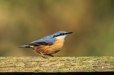 Close-up of bird perching on tree