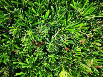 Full frame shot of fresh green leaves