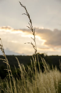 Close-up of stalks in field against sky during sunset