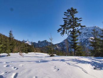 Pine trees on snowcapped mountains against blue sky