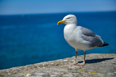 Seagull perching on a sea