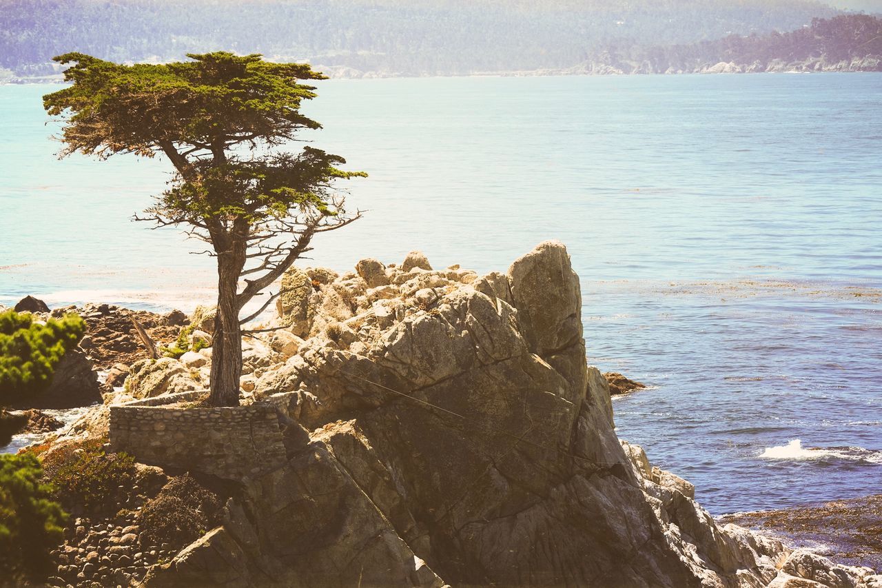 Close-up of tree by sea against sky