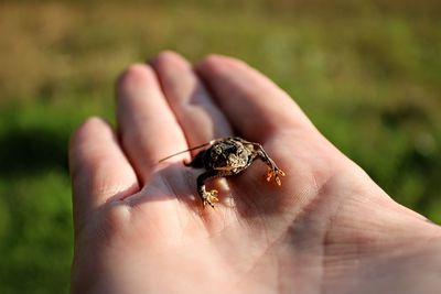 Close-up of insect on hand