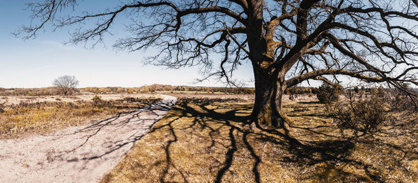 Bare tree on field against sky