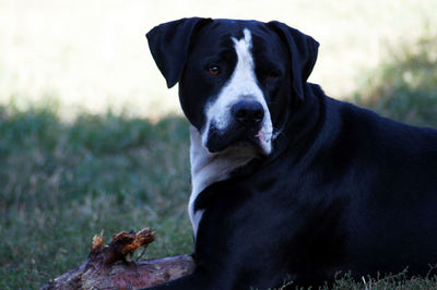 Close-up portrait of dog on field