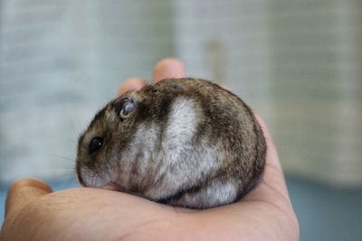 Close-up of person holding hand