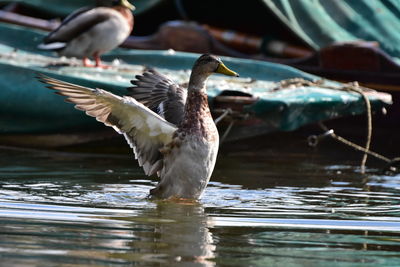 Duck swimming in lake