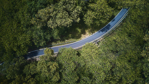 High angle view of trees in forest