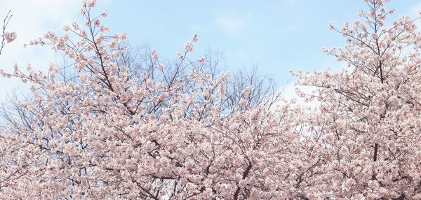 Low angle view of cherry blossoms against sky