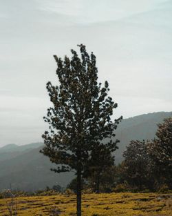 Tree in a field