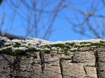 Close-up of snow on tree trunk