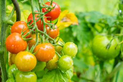 Close-up of tomatoes on plant