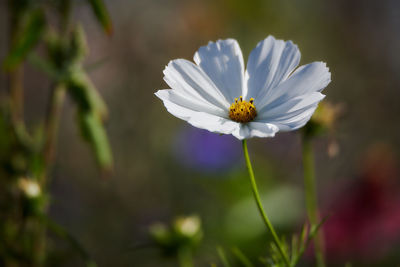 Close-up of insect on white flowering plant