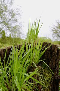 Close-up of grass growing on field against sky