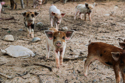 Portrait of sheep on field