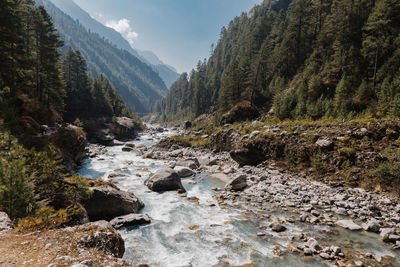 Scenic view of river stream amidst trees