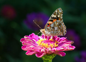 Close-up of butterfly pollinating on pink flower