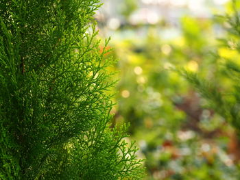 Close-up of plant against blurred background