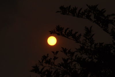 Silhouette tree against sky at night