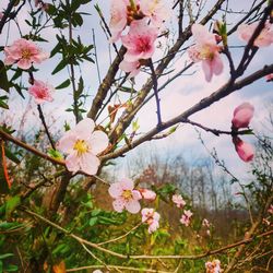 Close-up of pink cherry blossoms in spring