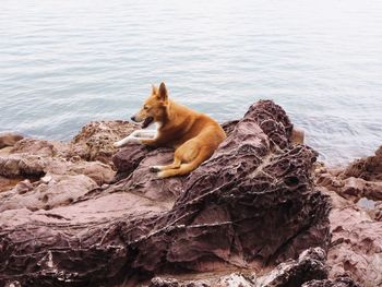 Horse resting on rock by sea