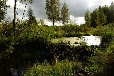 Plants growing on land against sky