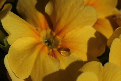 Close-up of yellow flowering plant