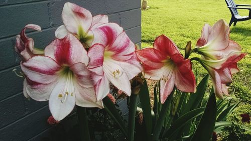 Close-up of pink flower