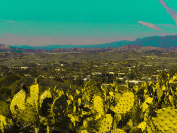Scenic view of sunflower field against sky