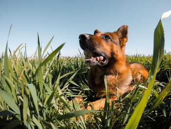 Dog looking away on field