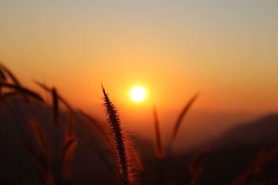 Close-up of silhouette plants against orange sky