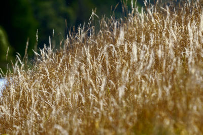 Close-up of stalks in field