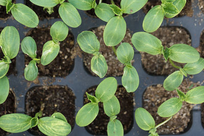 Germination of seedlings of cucumbers in pots with natural fertilizer in greenhouse conditions.