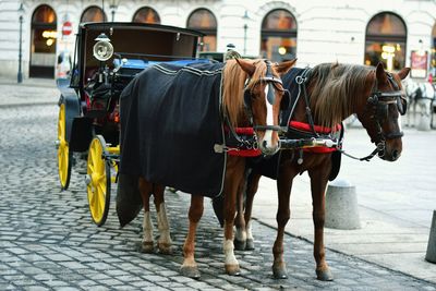 Horse cart on street in city