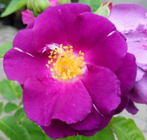 Close-up of pink flowers