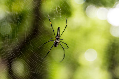 Close-up of spider on web